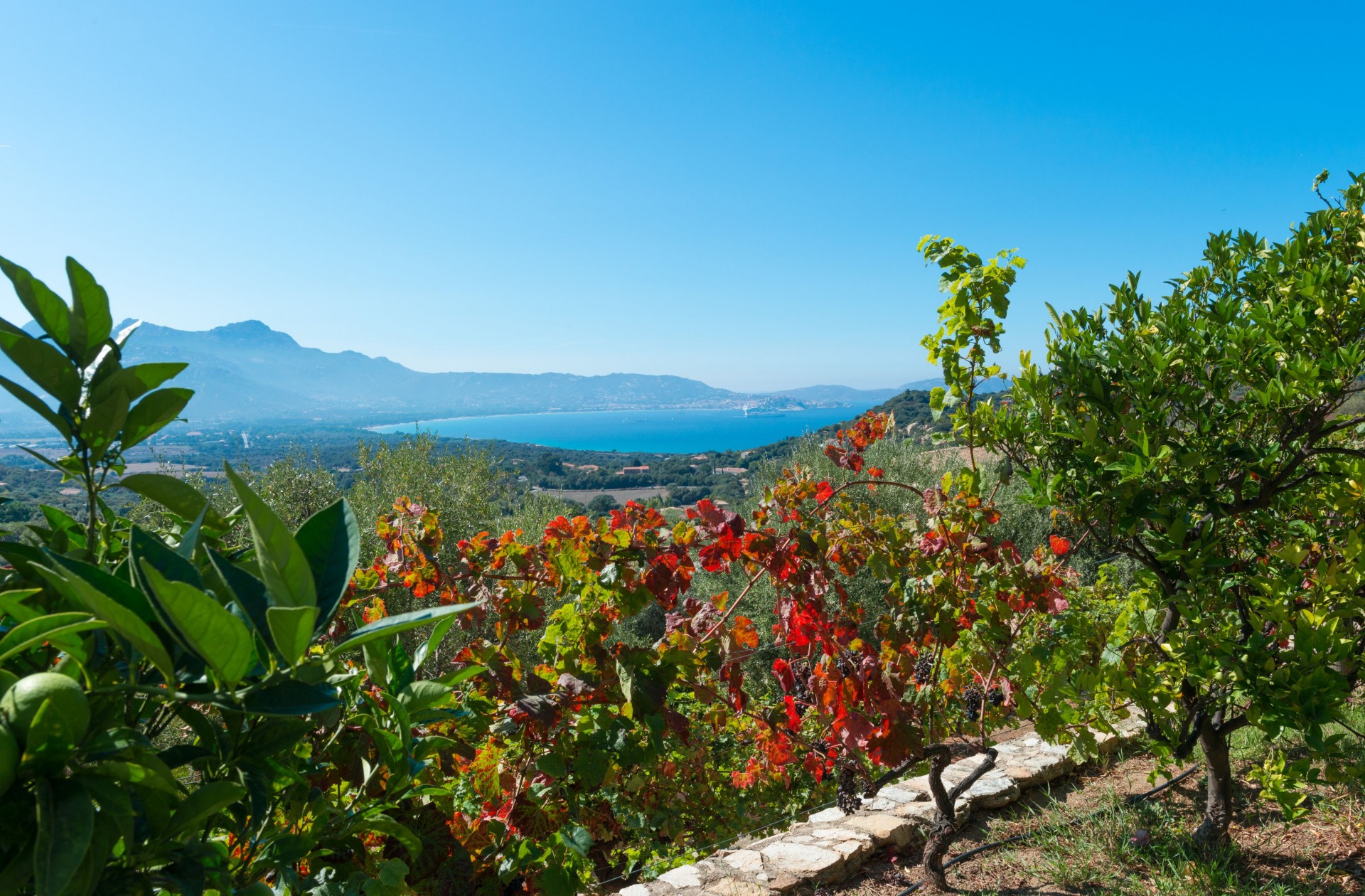 Calvi Luxury Rental Villa Diademe View