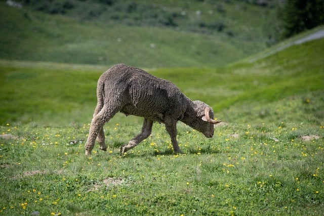 Ou partir dans les Alpes cet été